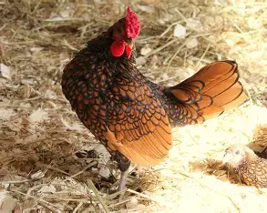 Hospodářská zvířata