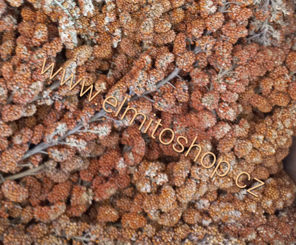 Senegalské proso ČERVENÉ klasy 4kg